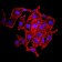 KDM1A Primary Antibody MP31023 [M5B2D5]
