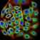 TTF1 Primary Antibody MP31032 [M2F4D8]