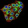 KDM1A Primary Antibody MP31034 [M3F9A3]