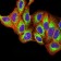 TLR9 Primary Antibody MP31036 [M1B12H2]