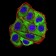 POMC Primary Antibody MP31043 [M6D2B5]