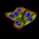 IghA1 Primary Antibody MP31070 [M7D5F12]