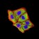BNIP3 Primary Antibody MP31072 [M6A5F7]