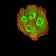 AGR2 Primary Antibody MP31077 [M7H2H7]