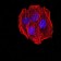 AGR2 Primary Antibody MP31077 [M7H2H7]