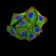 TRIM25 Primary Antibody MP31078 [M5B5B12]