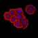 ZFP91 Primary Antibody MP31085 [M8C3D5]