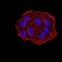 UHRF1 Primary Antibody MP31125 [M1A1B1]