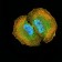 DOC2 Primary Antibody MP31127  [M2H7C4]