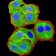 BCL11B Primary Antibody MP31219 [M1F8G8]