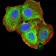 TNFSF13B Primary Antibody MP31222 [M6C3A2]