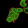 GRM7 Primary Antibody MP31241 [M7G8D3]