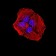 ACVR1 Primary Antibody MP31245 [M2E2C11]