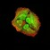 ACVR1 Primary Antibody MP31245 [M2E2C11]
