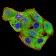 GRIK4 Primary Antibody MP31266 [M8H5H9]