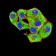 BAG1 Primary Antibody MP31399 [M1E4B5]