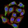 KMT2C Primary Antibody  MP31664 [M6D1B9]