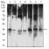 HTRA2 Primary Antibody  MP31676 [M6H7A8]
