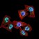 TBP Primary Antibody  MP31682 [M7G11C8]