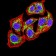 CD130 Primary Antibody MP31686  [M8D4C5]
