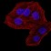 RBBP7 Primary Antibody MP31689  [M2A10C2]