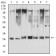 YWHAQ Primary Antibody  MP31722 [M5C4E7]